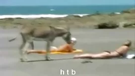 Рогоносец гледате же ...
